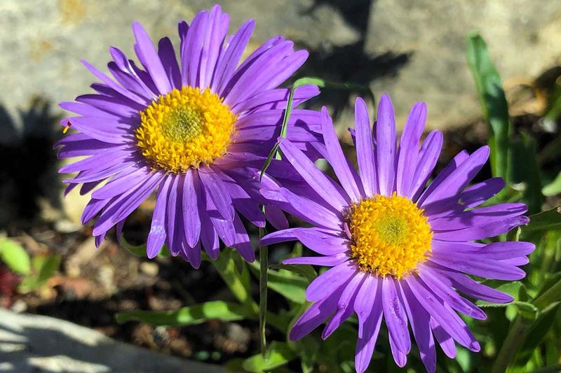 New England Aster Adapts To Clay Based Gardens