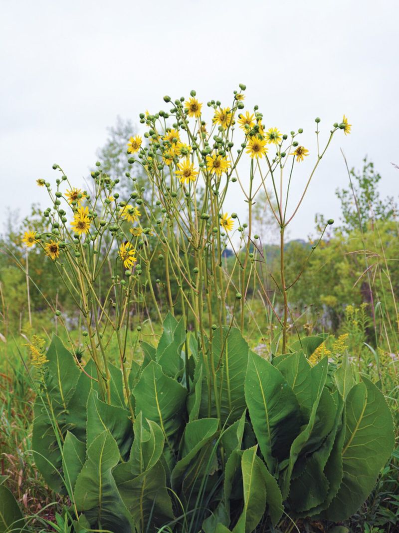 Prairie Dock That Naturally Breaks Through Hard Clay