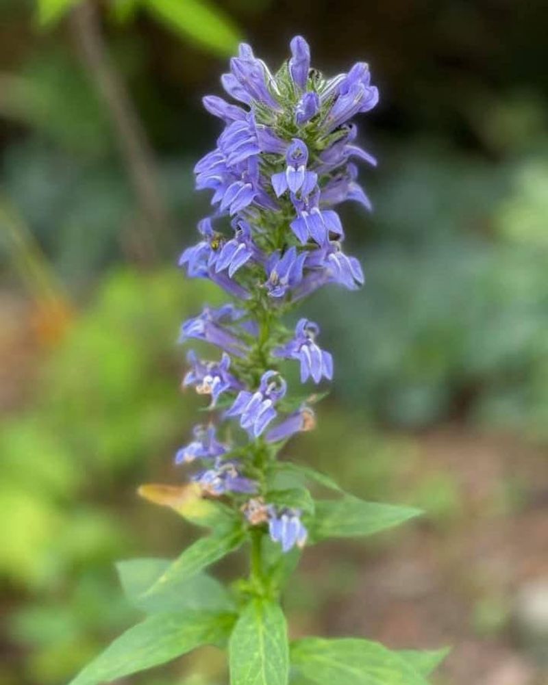 Great Lobelia