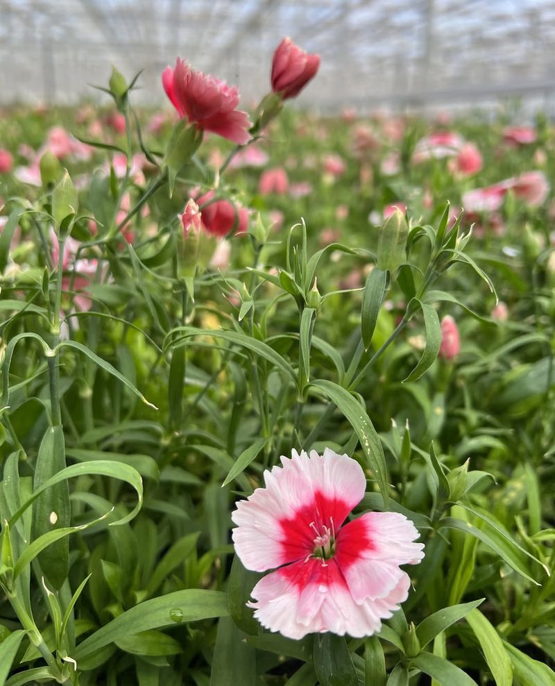 Dianthus With Light Spiced Petals