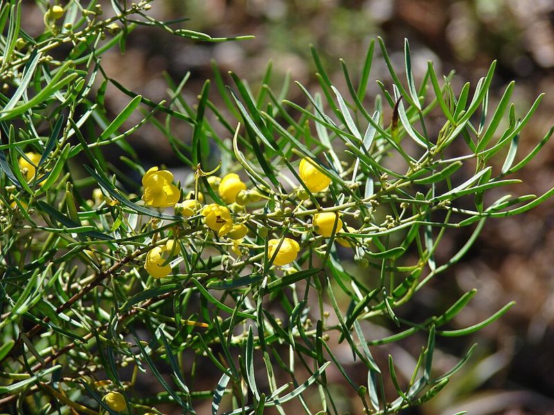 Green Feathery Senna Brings Soft Foliage And Cheerful Yellow Blooms