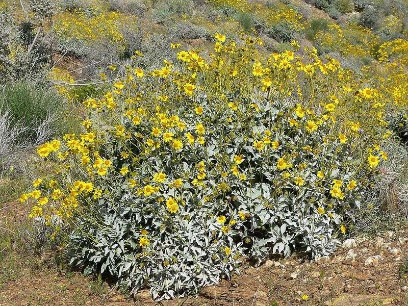 Brittlebush Brings Yellow Blooms And Handles Bright Sun