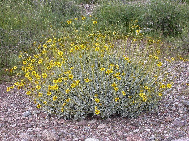Brittlebush Adds Silvery Foliage And Bright Spring Blooms
