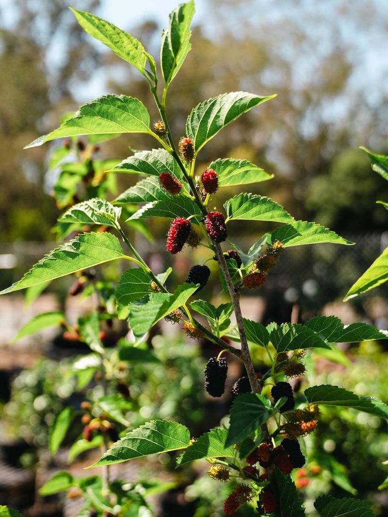 Mulberry Grows Fast And Produces Heavy Crops