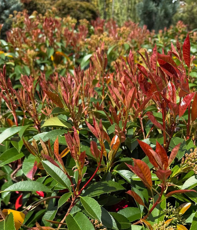 Photinia (Red Tip Photinia)