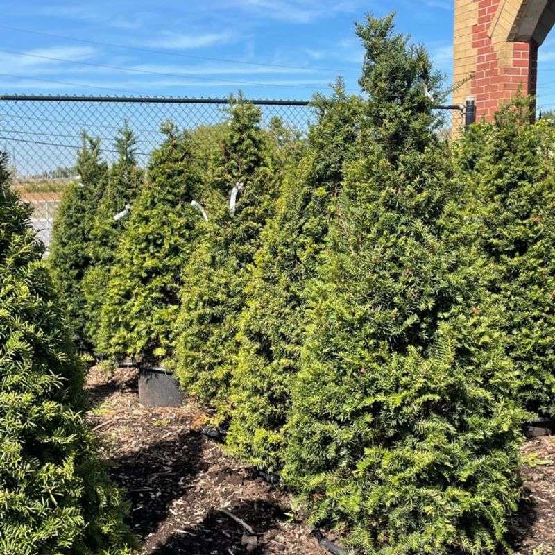 Yew Offers Dark Green Elegance All Winter