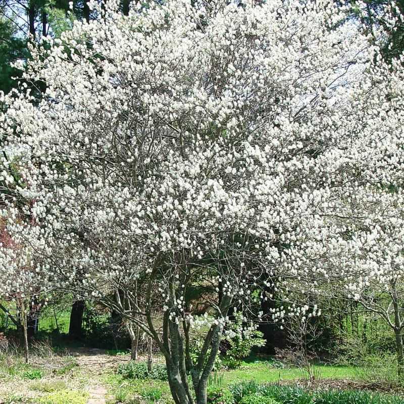Serviceberry