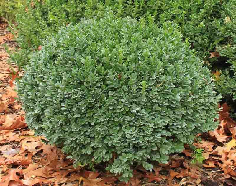 Boxwood Keeps Privacy Plantings Neat And Structured