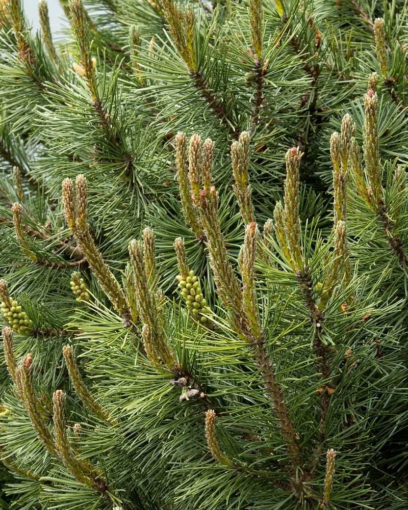 Leave Pines Alone Unless You Know The Right Cut