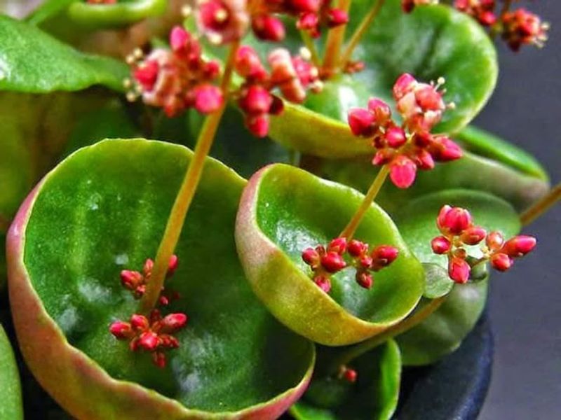 Crassula Umbella Forms Unusual Cup-Shaped Leaves