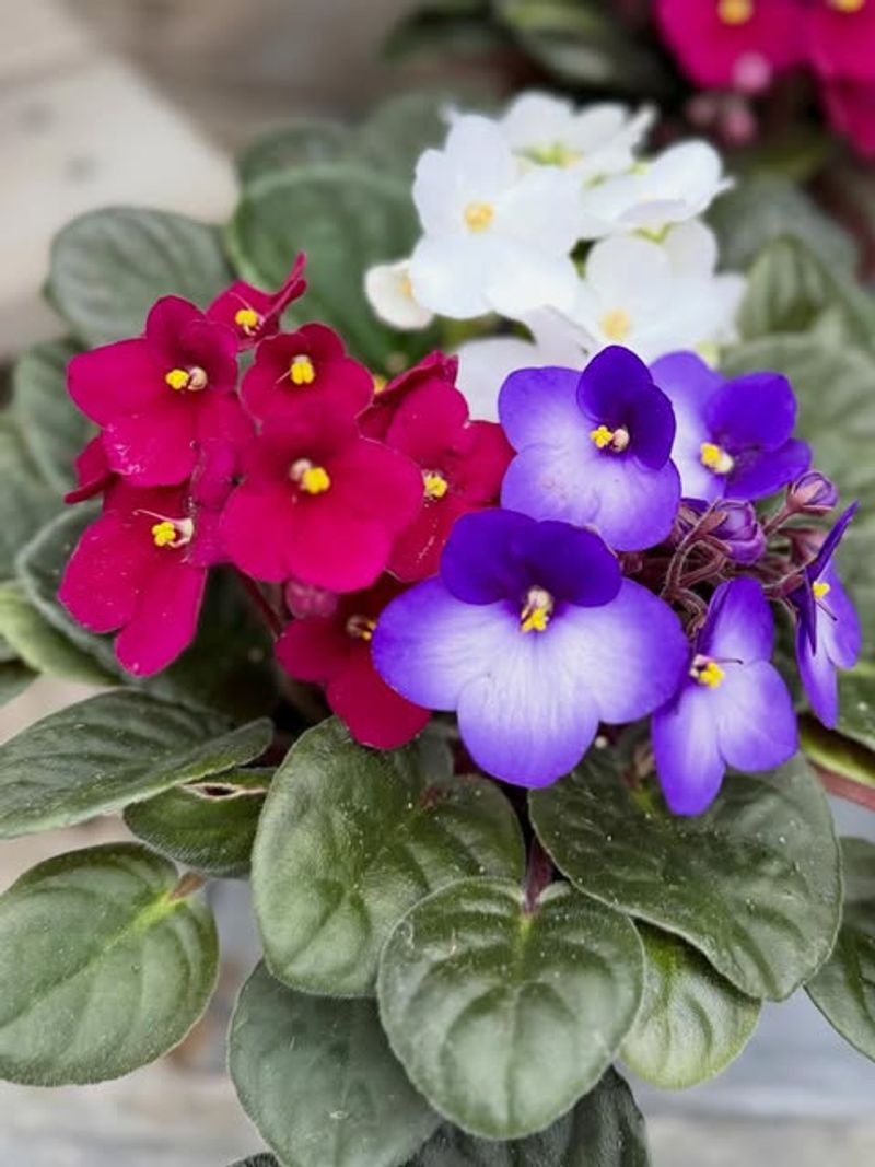 African Violet Stays Compact With Repeated Flower Cycles