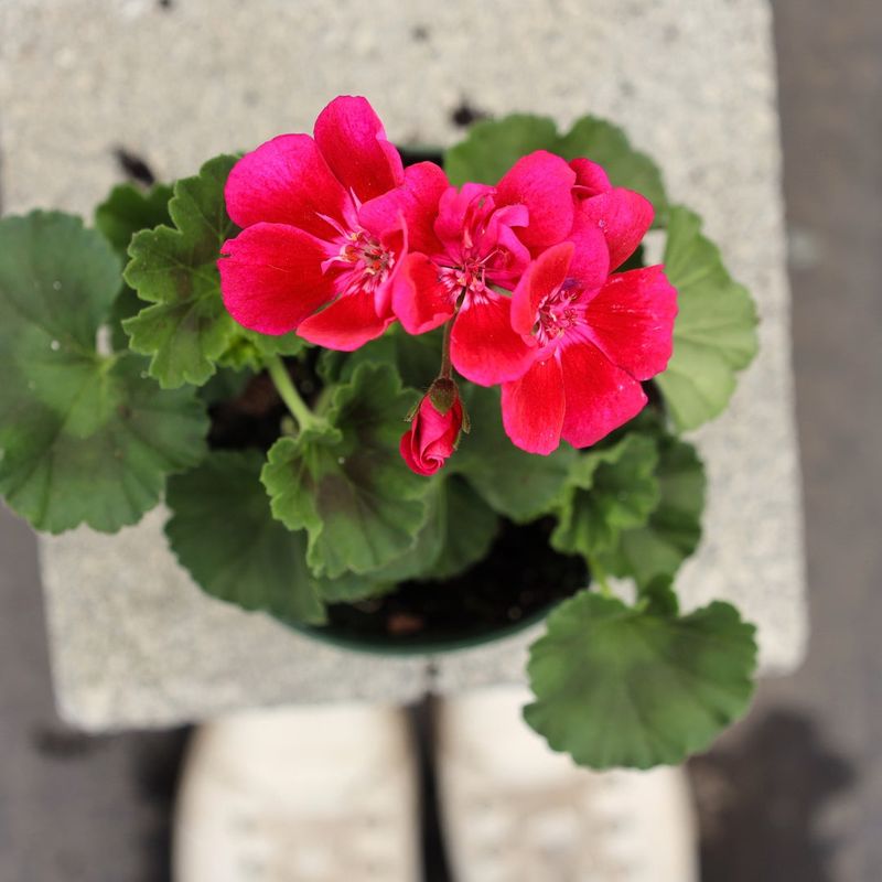 Geranium Offers Colorful Blooms That Last For Weeks