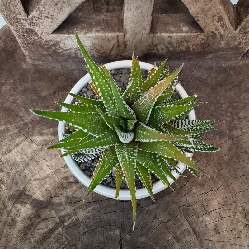 Haworthia Tolerates Part-Sun Containers And Dry Air