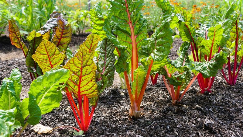 Swiss Chard