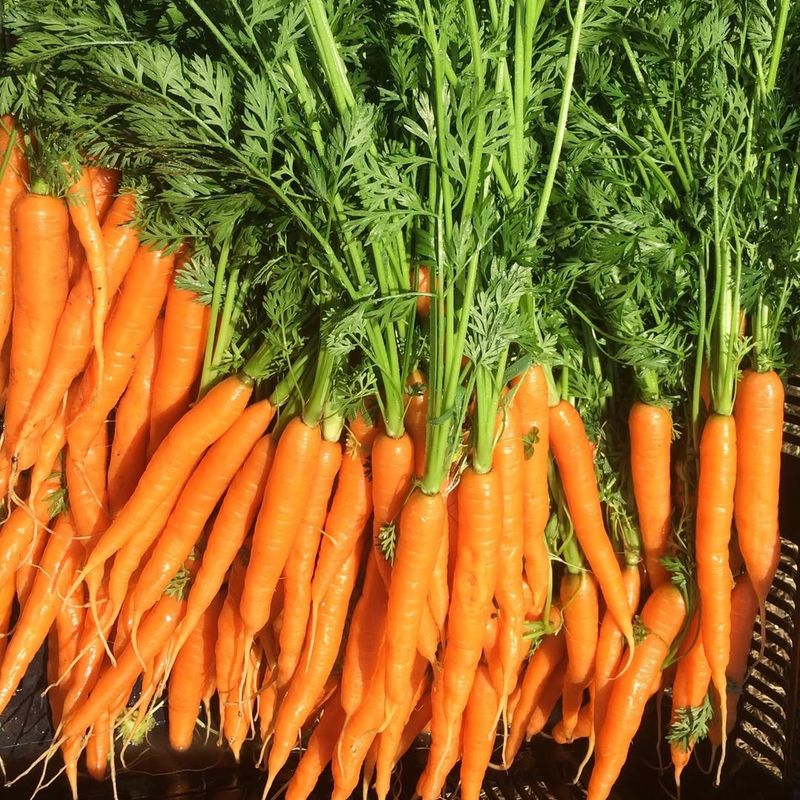 Carrots