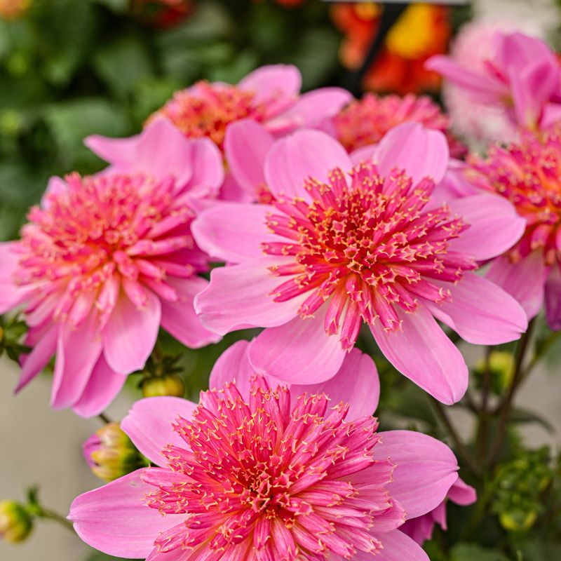 Dahlia 'Venti PinkBurst'
