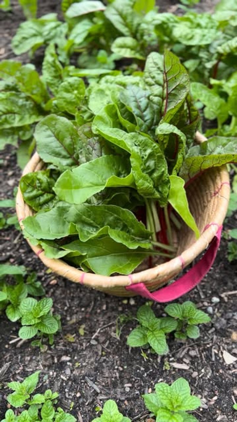 Swiss Chard