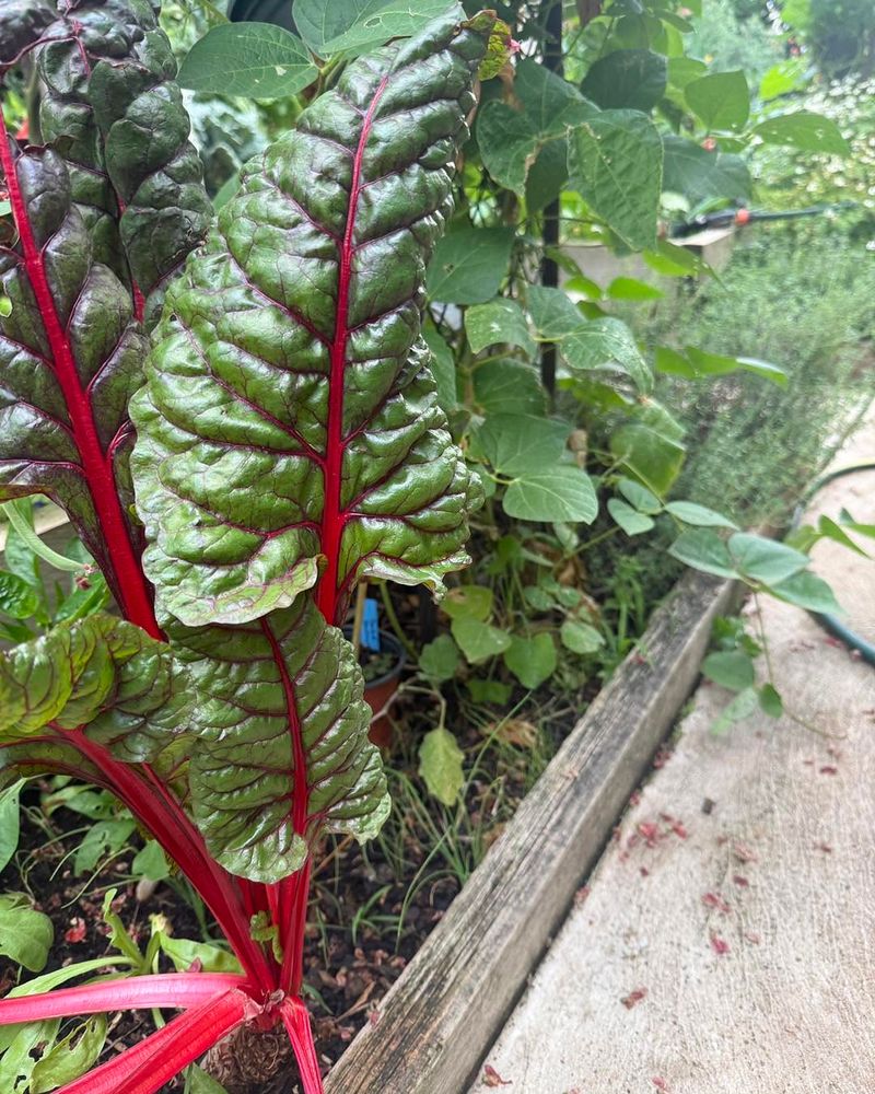 Swiss Chard