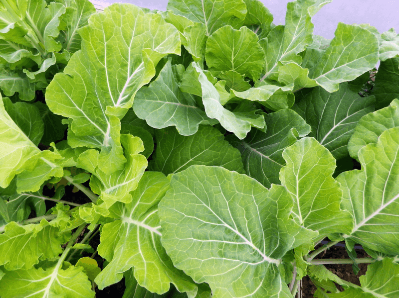 Collards Dancing With Deep Green Flavor