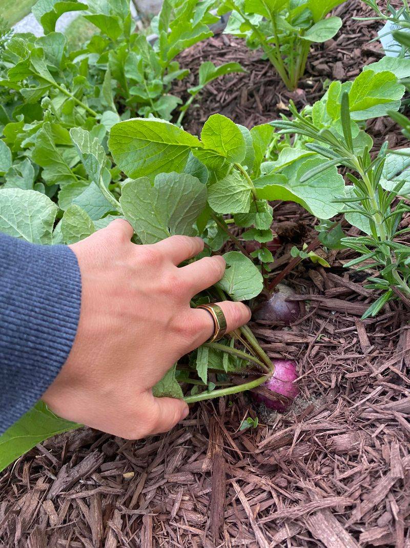 Radishes Grow Quickly In Spring Beds