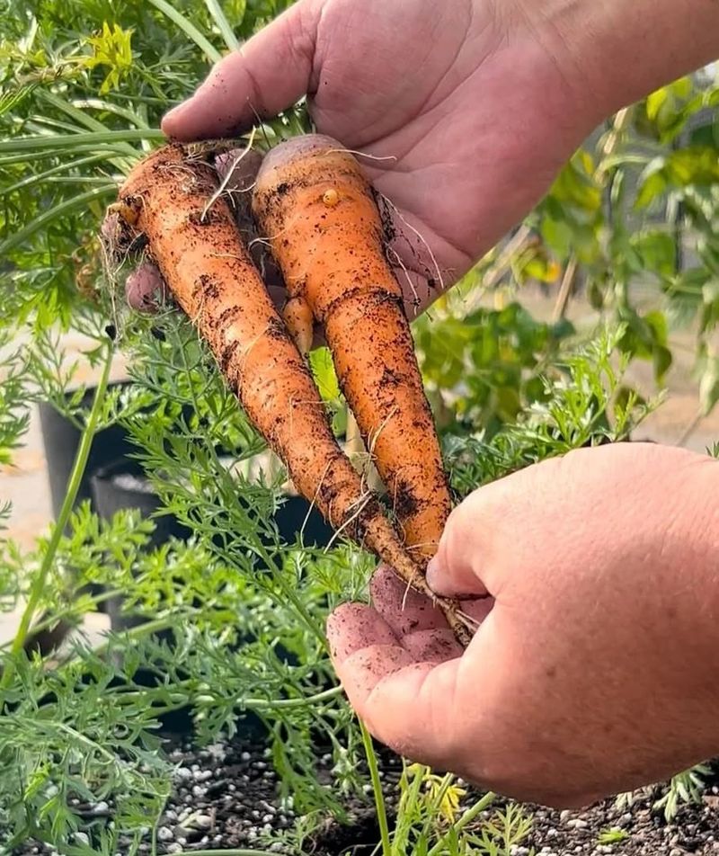 Carrots Grow Well In Deep Containers
