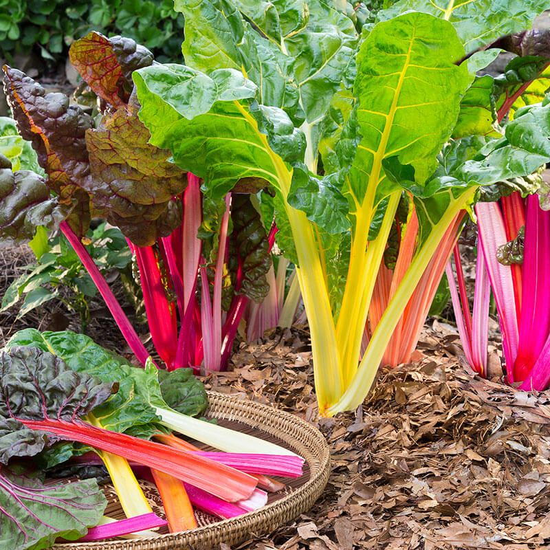 Swiss Chard Adding Color And Long Harvests