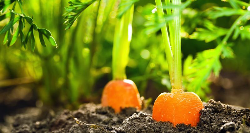 Carrots Thrive When Given The Right Soil