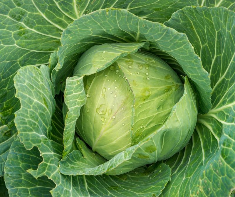 Cabbage With Crunchy, Classic Heads