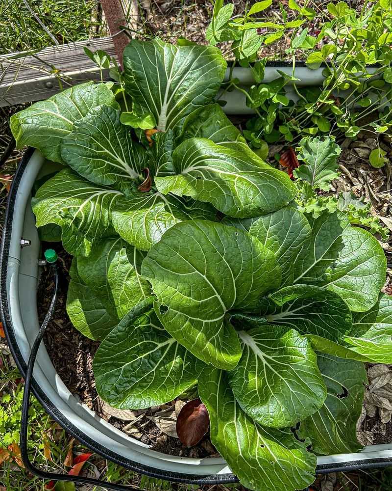 Mustard Greens Grow Quickly From Seed In Early Spring Beds
