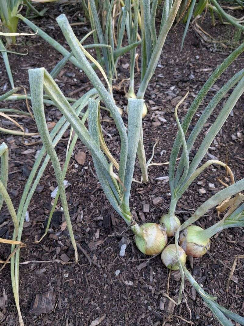 Onion Sets Get Off To An Early And Easy Start