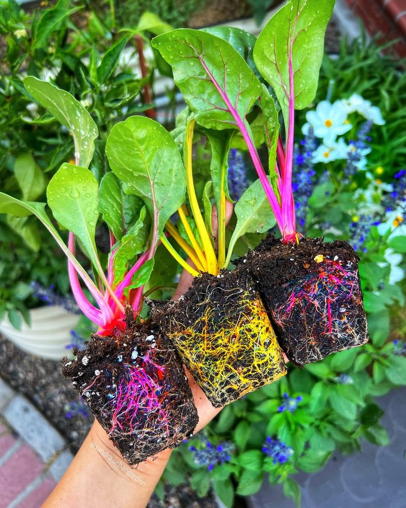 Swiss Chard With Vibrant Stems