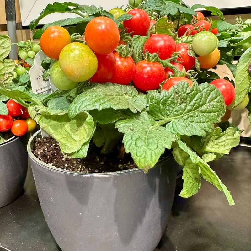 Tomatoes Bursting With Juicy Flavor