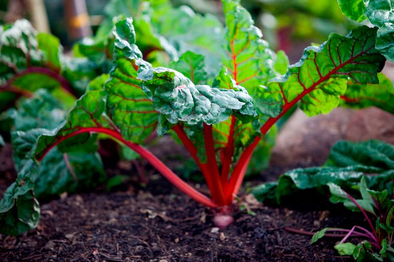 Swiss Chard