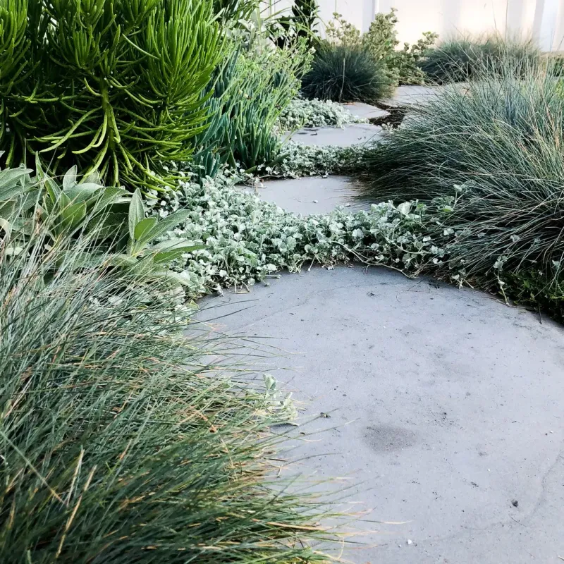 Blue Fescue (Festuca glauca)