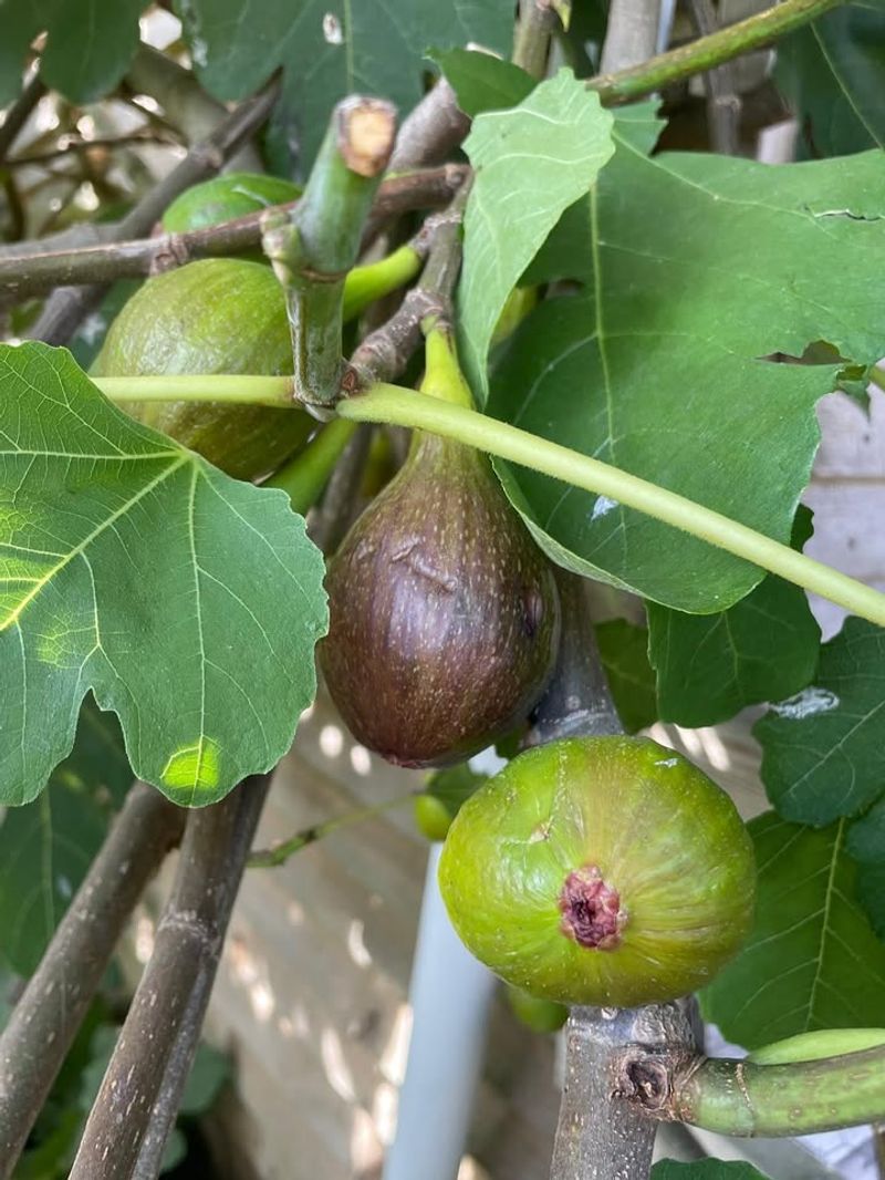 Brown Turkey Fig Thrives In Heat And Produces Reliable Crops