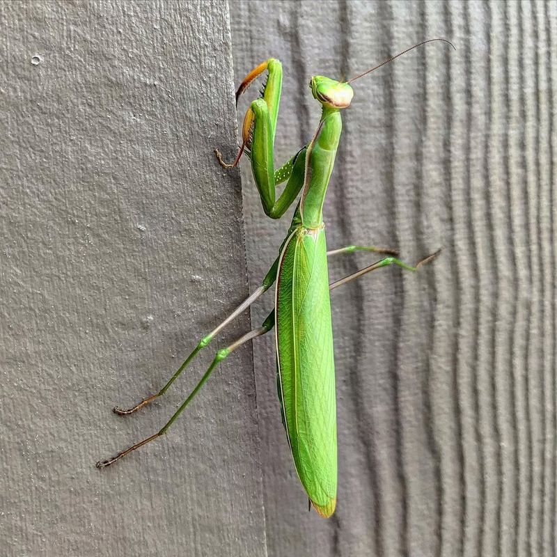 Praying Mantis