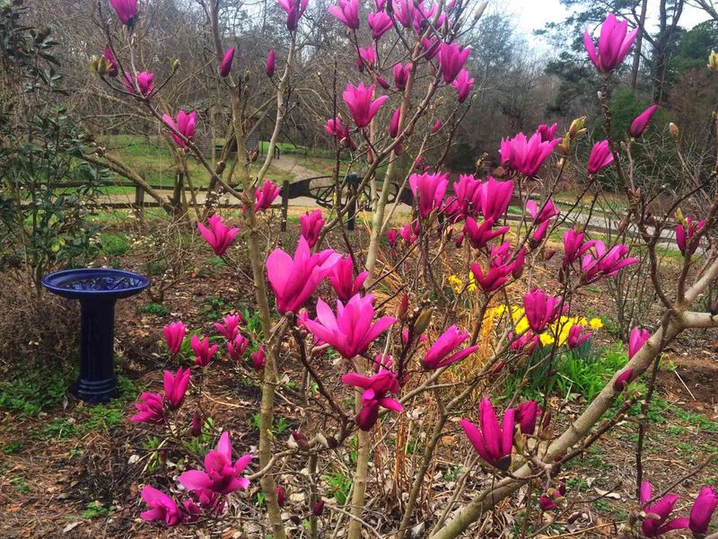 Ann Magnolia Blooms Later And Avoids Late Frost