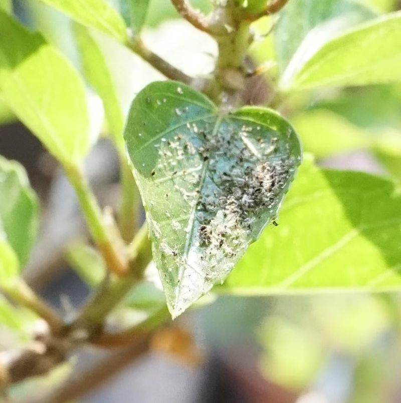 Inspect For Pests Before And After The Move