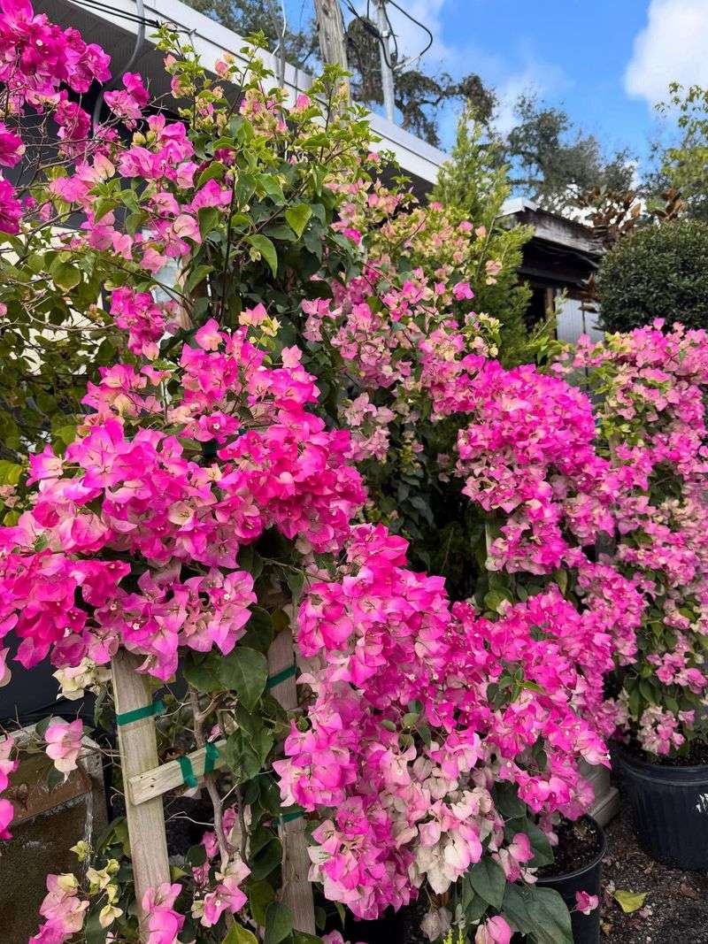 Use Low Nitrogen Fertilizer To Push More Blooms