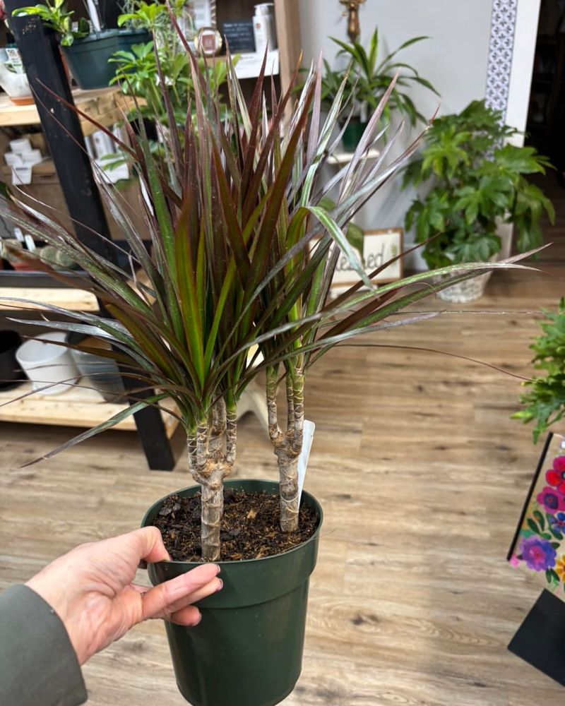 Repot Dracaena Without Stressing The Plant