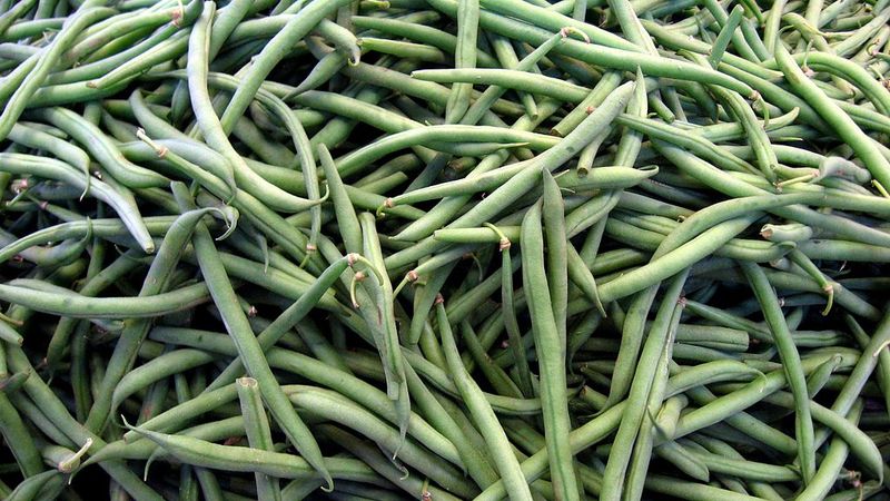 Train Yardlong Beans For Big Summer Yields