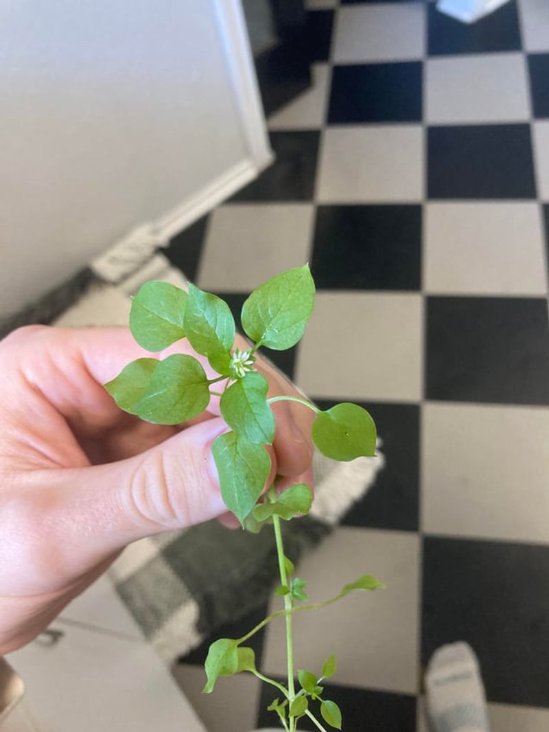 Use Preemergent Control Before Fall Germination Starts