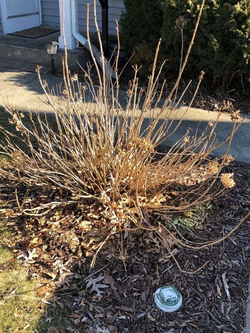 Clean Up Leaf Litter To Lower Disease Pressure
