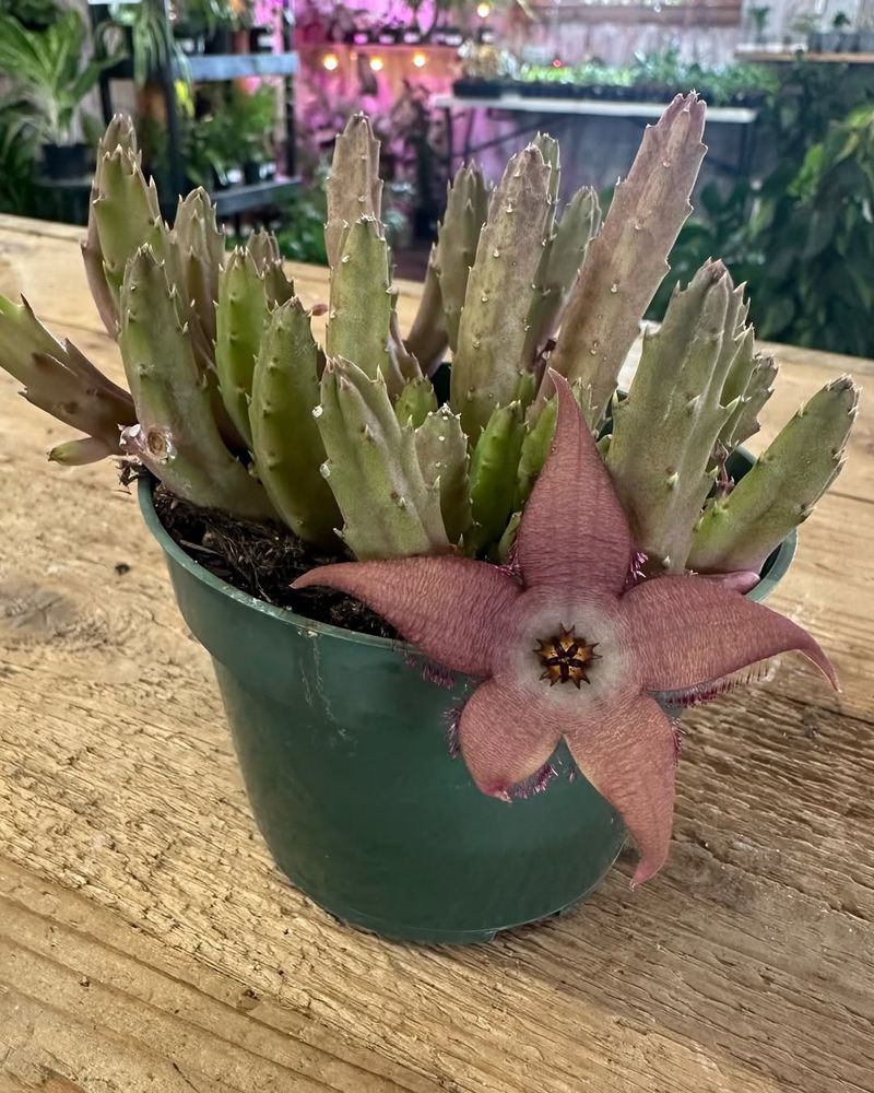 Keep The Pot Slightly Snug For Better Blooms