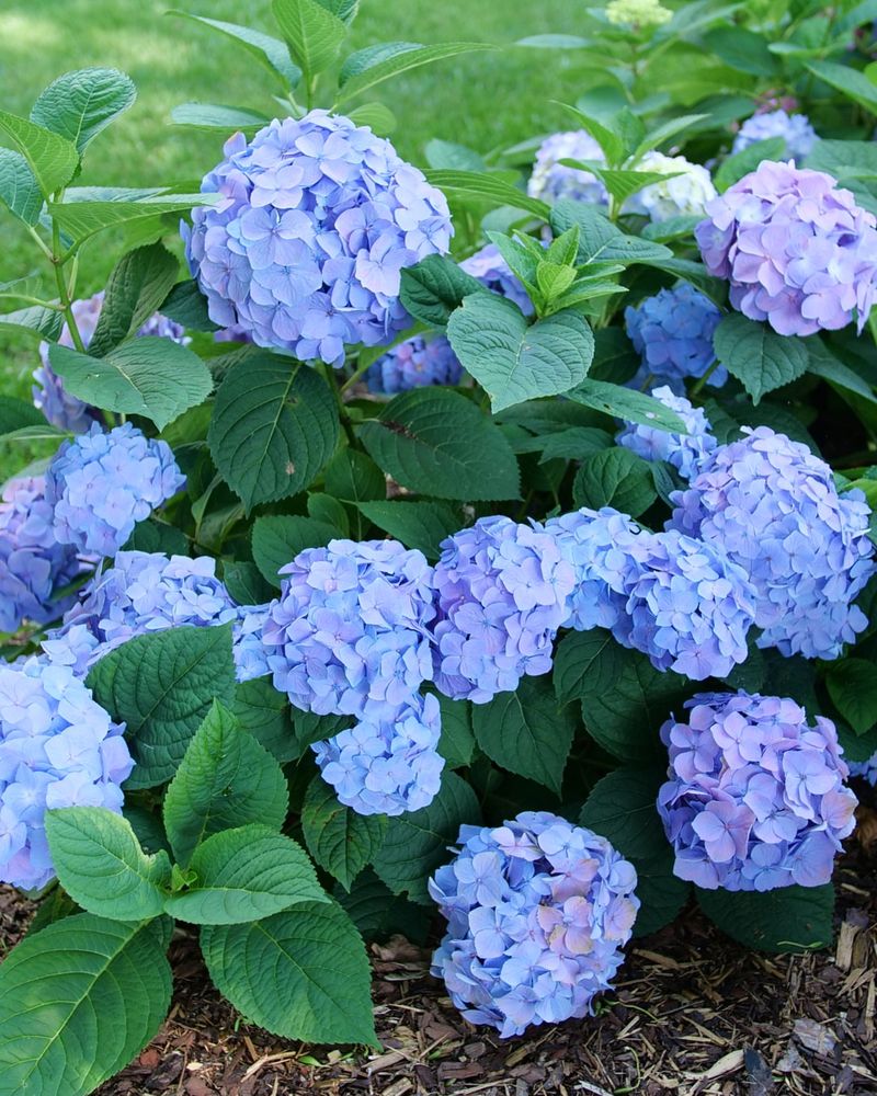 Adjust Soil pH Now To Influence Bloom Color