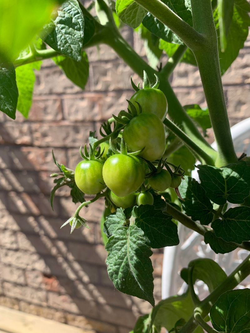 Feed Regularly Once Plants Begin Growing And Fruiting