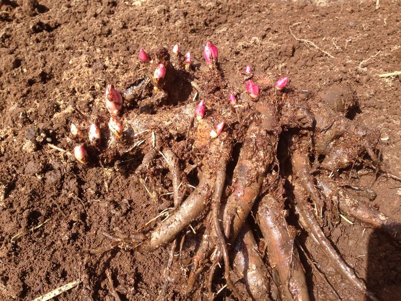 Plant Peonies At The Right Depth