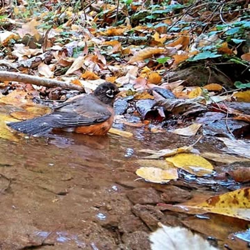 Bring Bees, Butterflies, And Birds To Your Yard