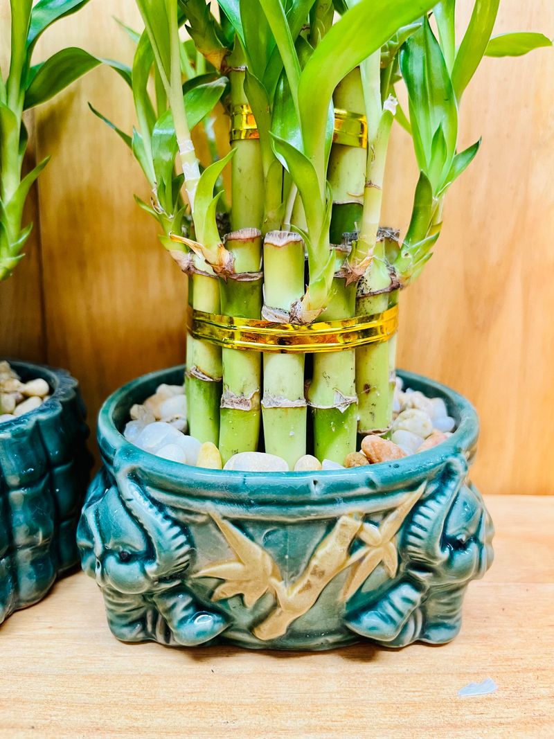 Avoid Direct Sun That Can Burn The Stems