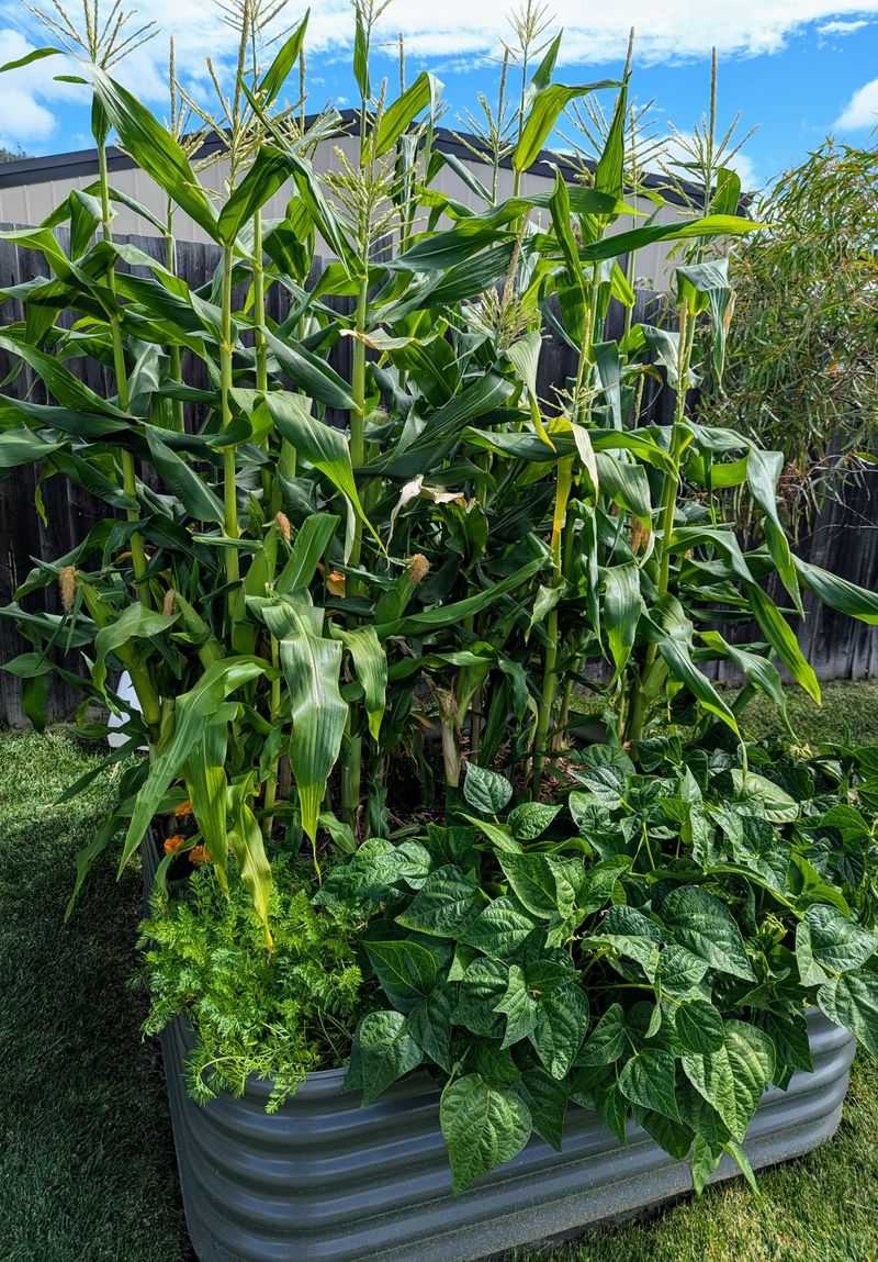 Plant Corn In Blocks Instead Of A Single Row